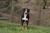 BOUVIER D'APPENZELL 082